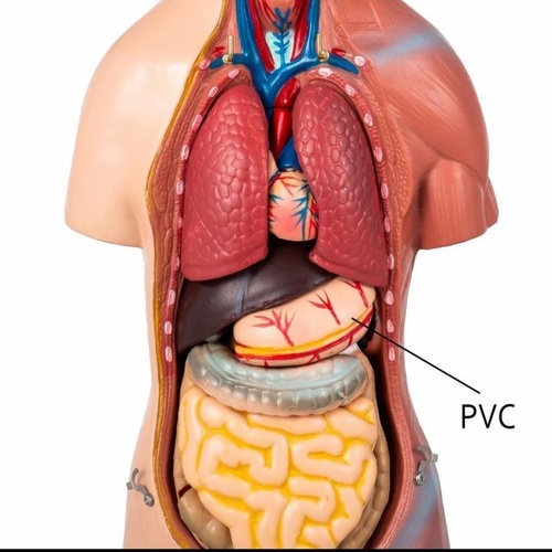 Human Torso Anatomy Model