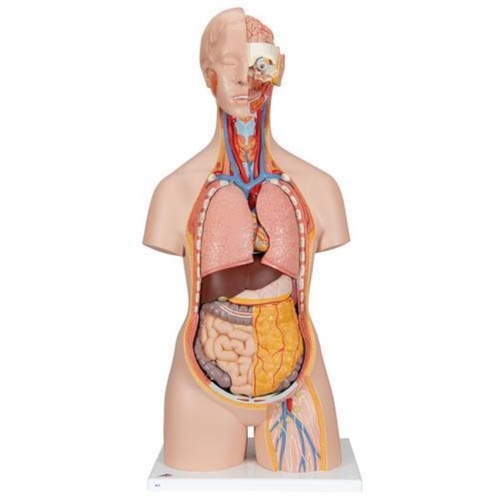 Human Torso Educational Model