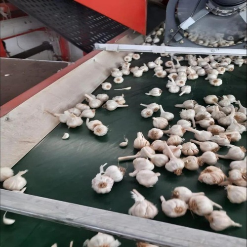 MS Potato Grading Elevator Machine