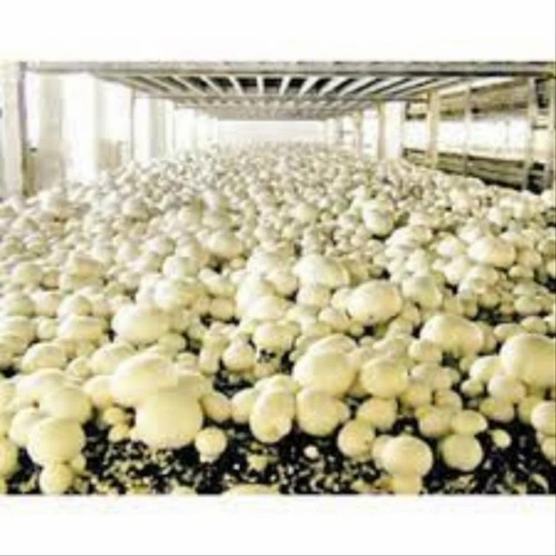 Mushroom Storage Cold Room, 0.5 T