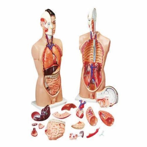 PVC Human Torso Model, 28cm