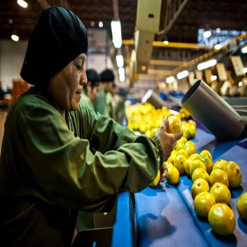 Semi-Automatic Fruit Processing Machine