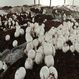 Stainless Steel Mushroom Growing Room