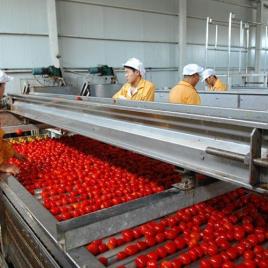 Tomato Ketchup Production Plant
