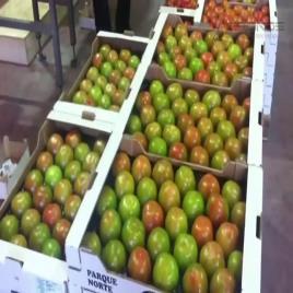 A Grade Tomato Sorter