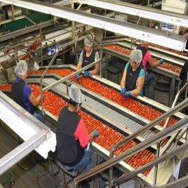 Automated Produce Sorting Device