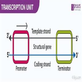 Transcription Services