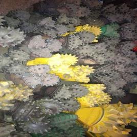 Tungsten Carbide Rock Roller Drilling Bits