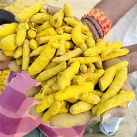 Dried Turmeric Finger