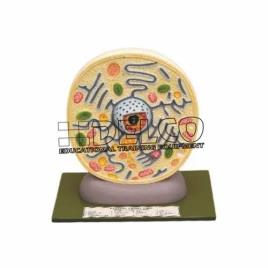 Typical Plant Cell Model