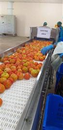 Vegetable Continuous Dehydrator Batch Equipment