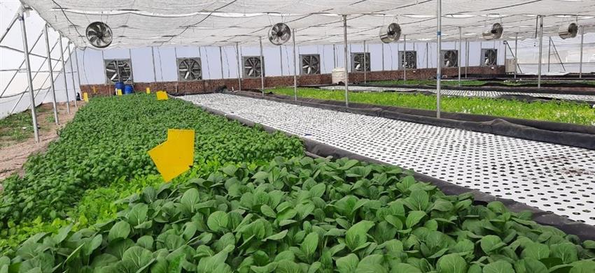 Hydroponic 3-Phase Exhaust Fan