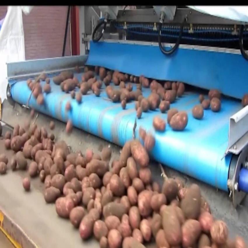 Potato & Tomato Sorting Machine, 5 Ton Capacity