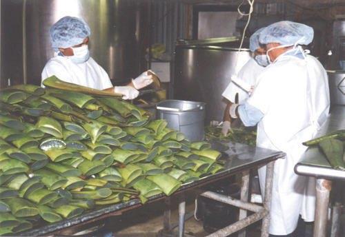 Aloe Vera Processing Facility