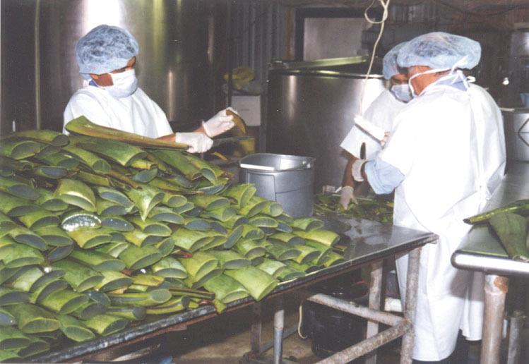 Aloe Vera Processing Machine, Capacity: 100-1000 L