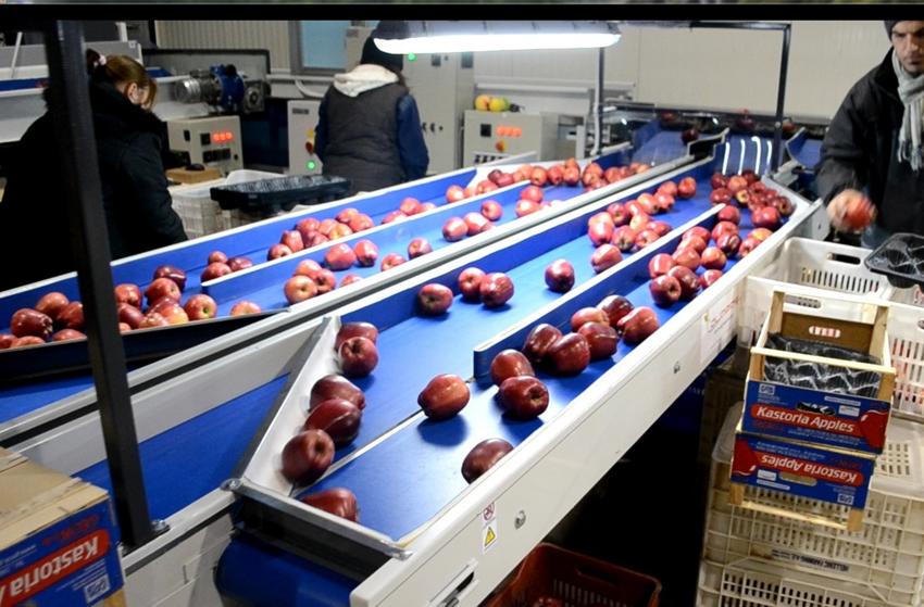 Apple Sorting Machine