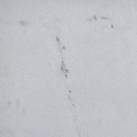 Automated Apple Sorting Machine