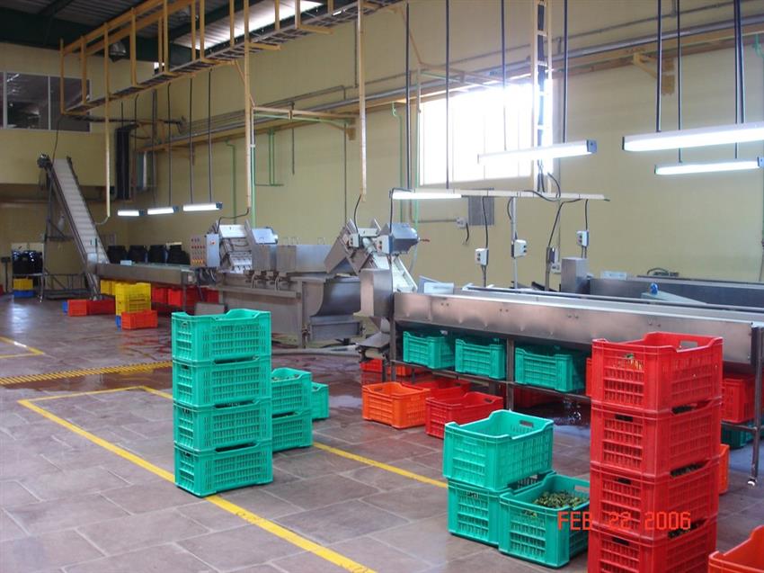 Automatic Gherkin Production Equipment