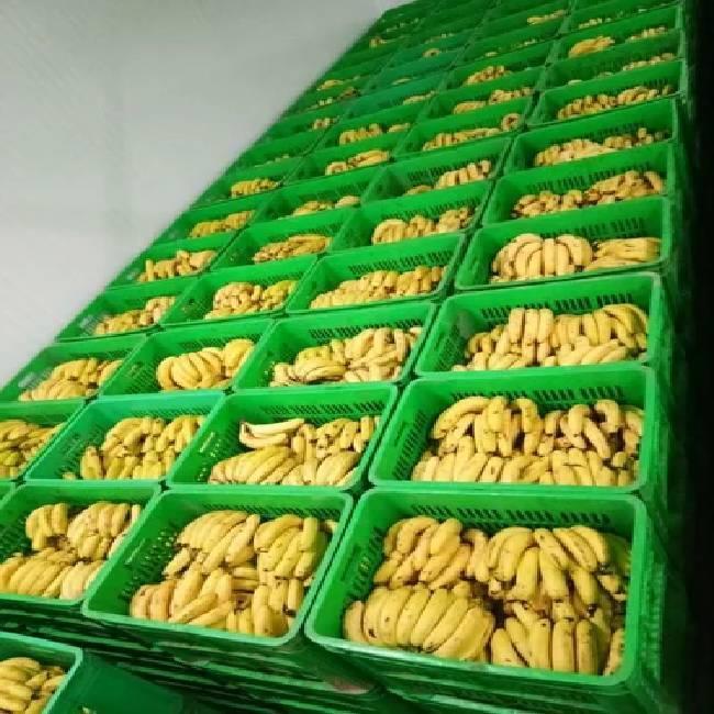 Banana Ripening Equipment