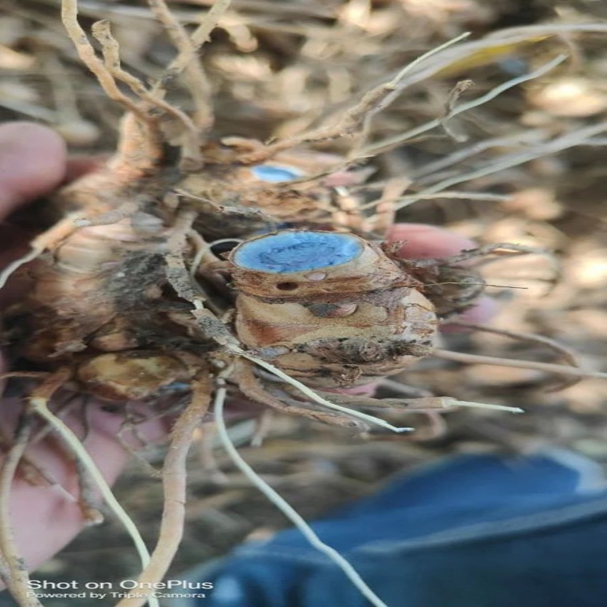 Black Turmeric Fingers, 25kg