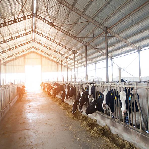 Dairy Shed Construction Equipment