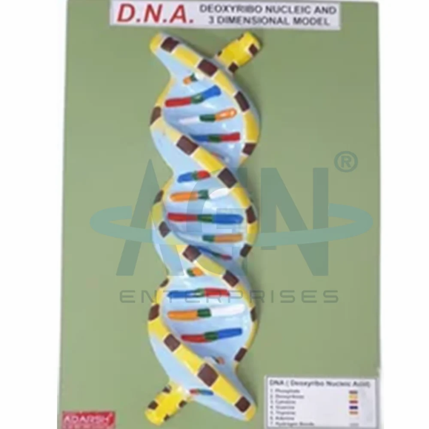 AGN BI052/5 DNA/RNA Model