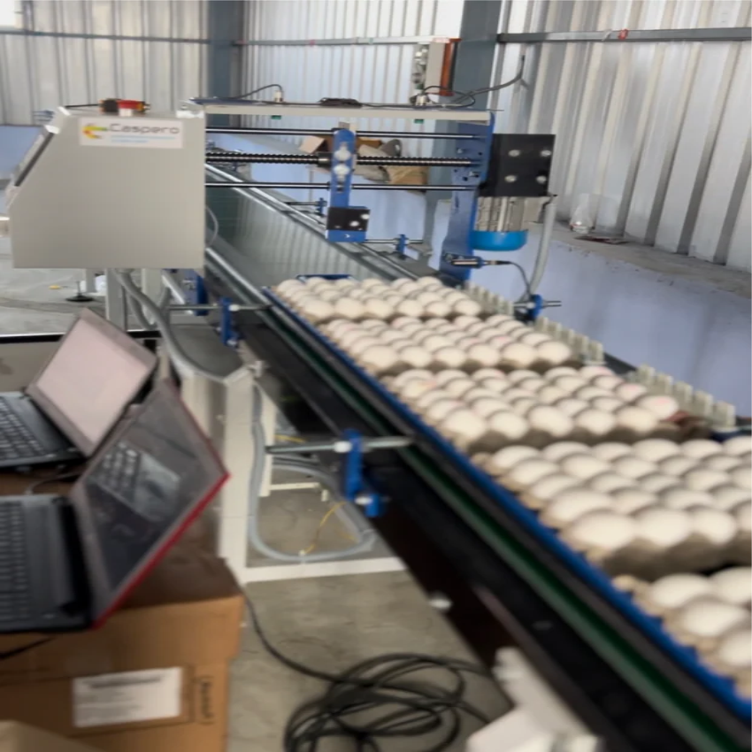 Automatic Egg Printing Machine