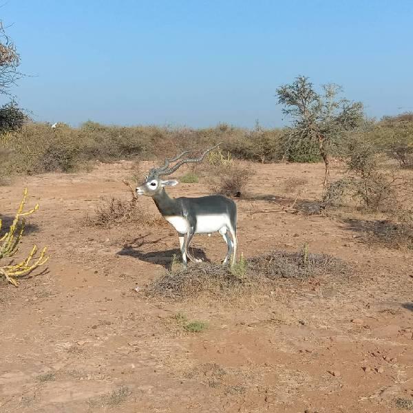 Fiber Blackbuck Sculpture