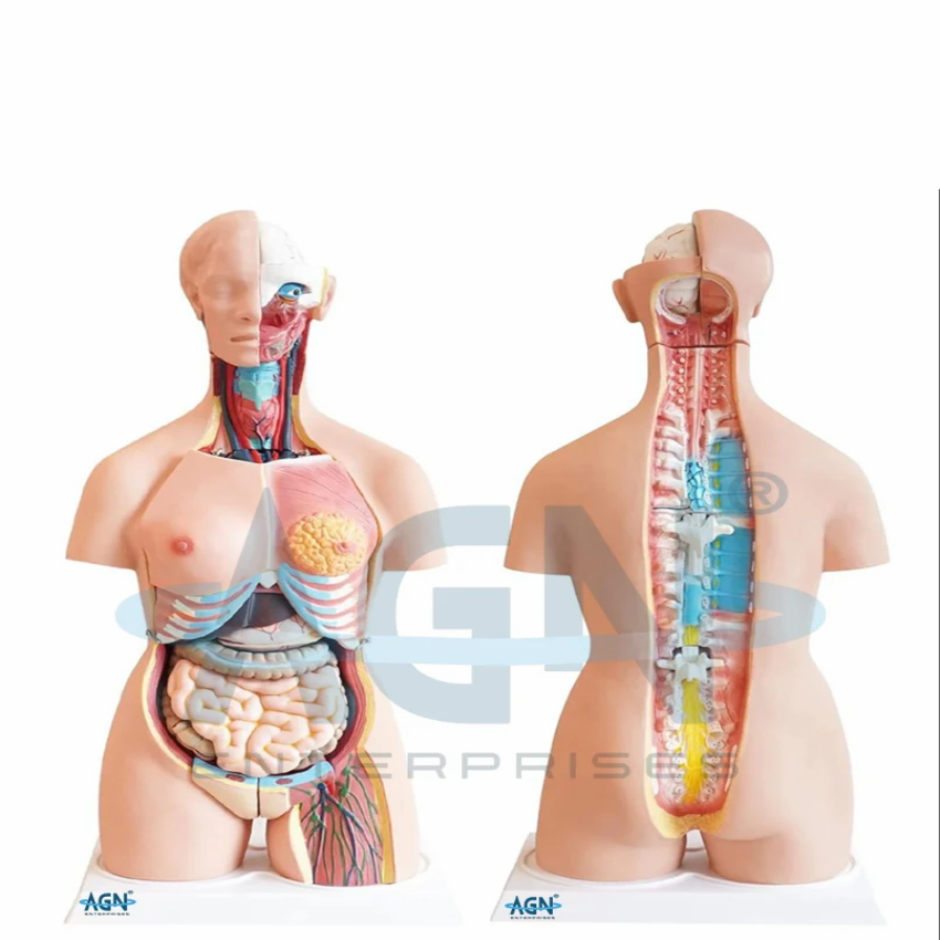 Fiberglass Torso Model (Magnetic), 70cm