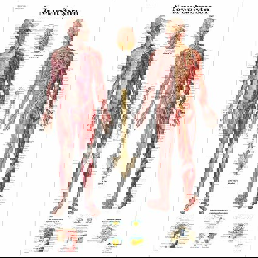 Fibre Nervous System Model