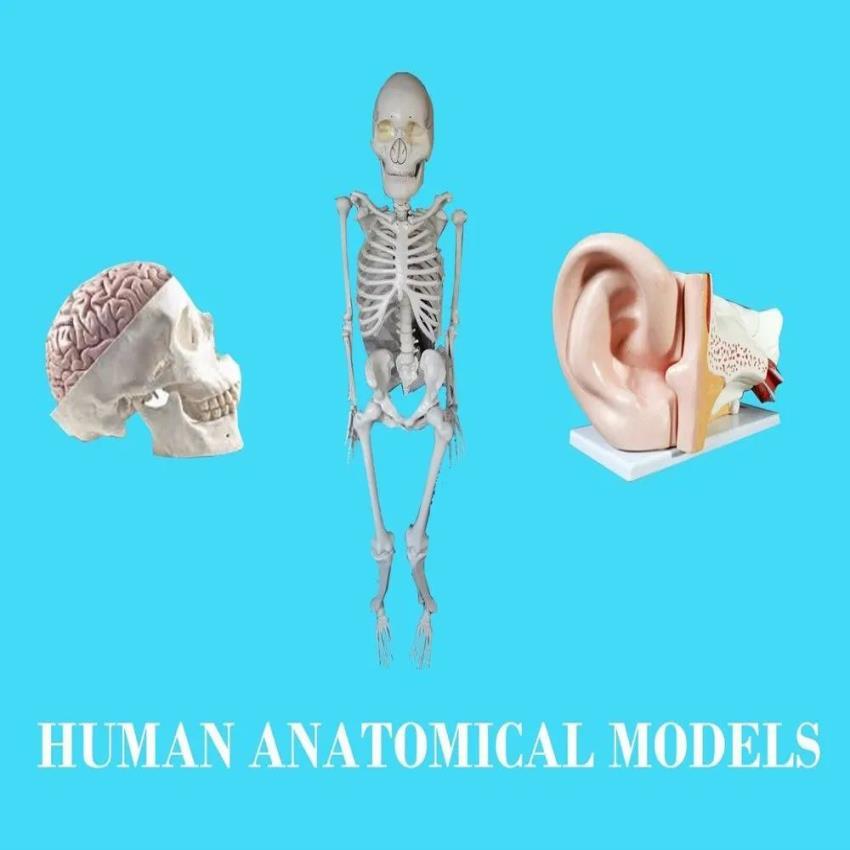 Human Anatomical Educational Model