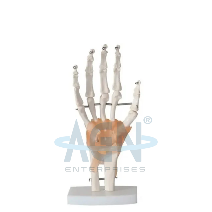 Single Human Joint Model