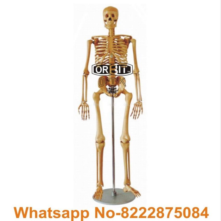 Human Skeleton Model