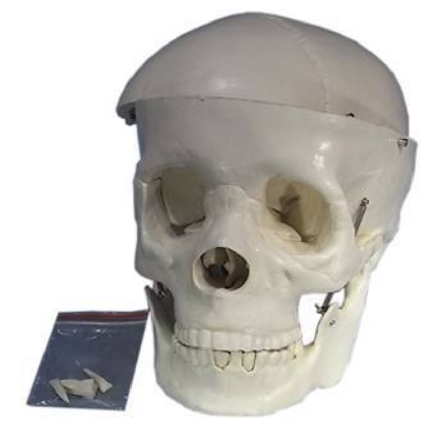 Educational Skull Model