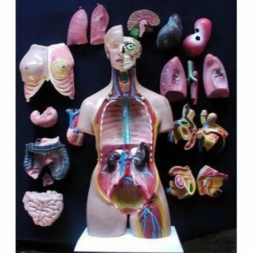Human Torso Model With Parts