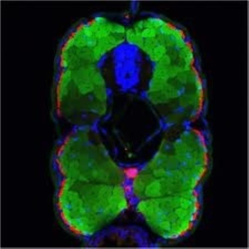 Institute Biological Research PW 1