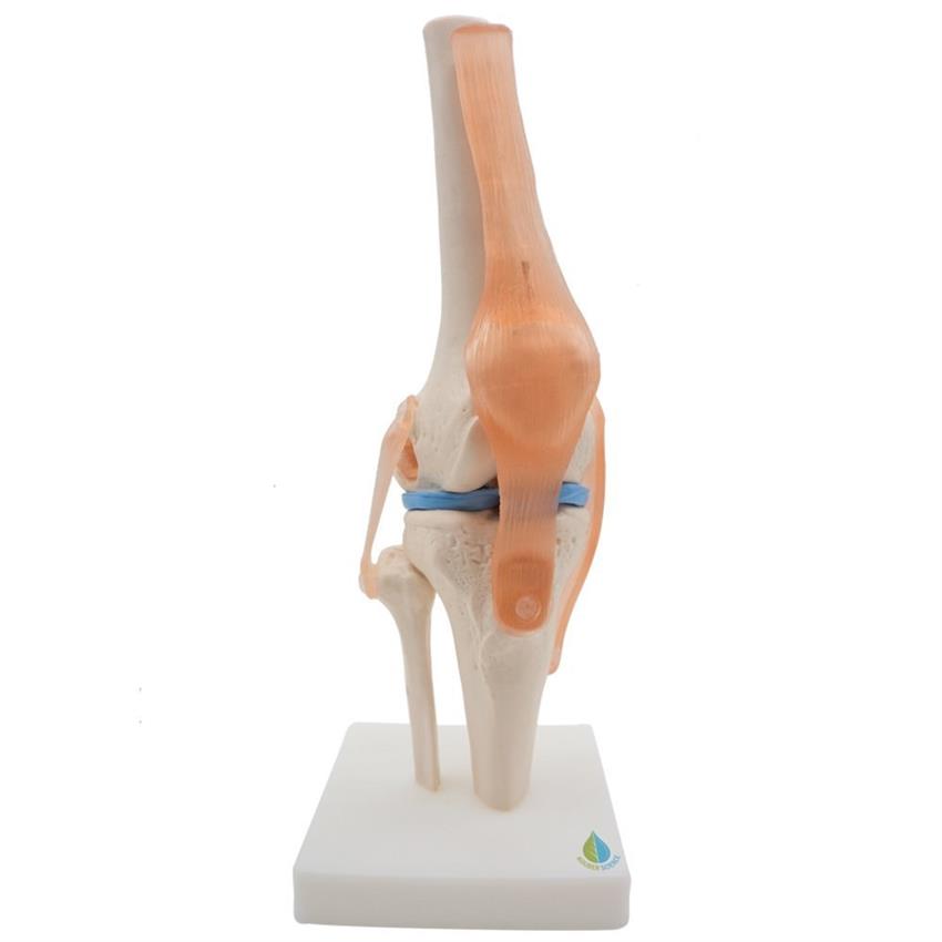 Articulated Knee Joint Model