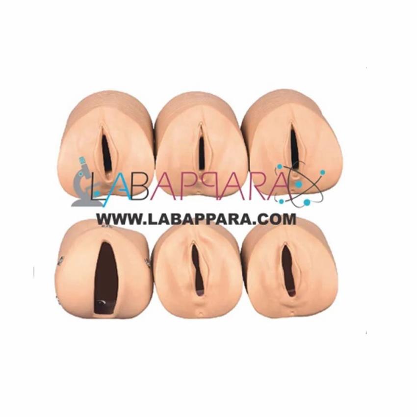 Vacuum Delivery Labor Simulator, Biology Education Machine