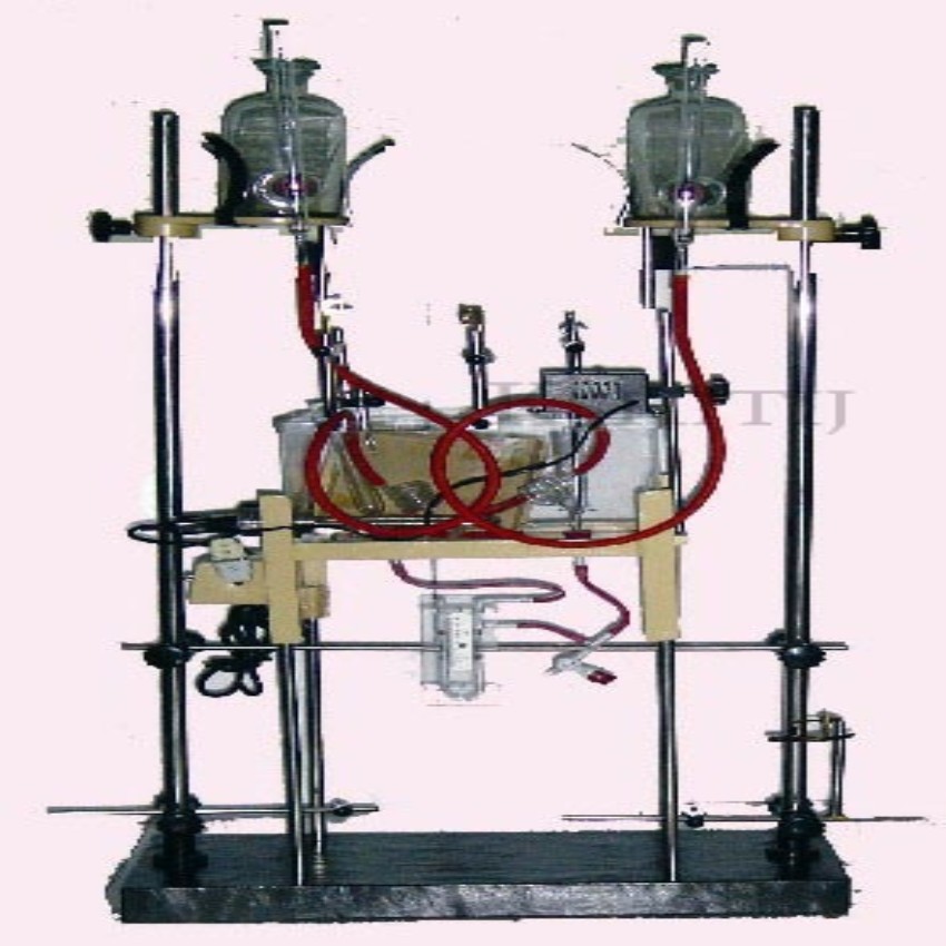 Mammalian Heart Perfusion Apparatus