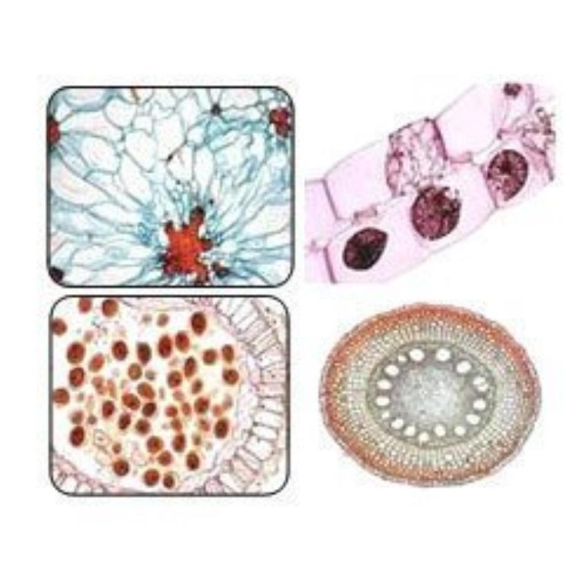 Micro Specimen Slides