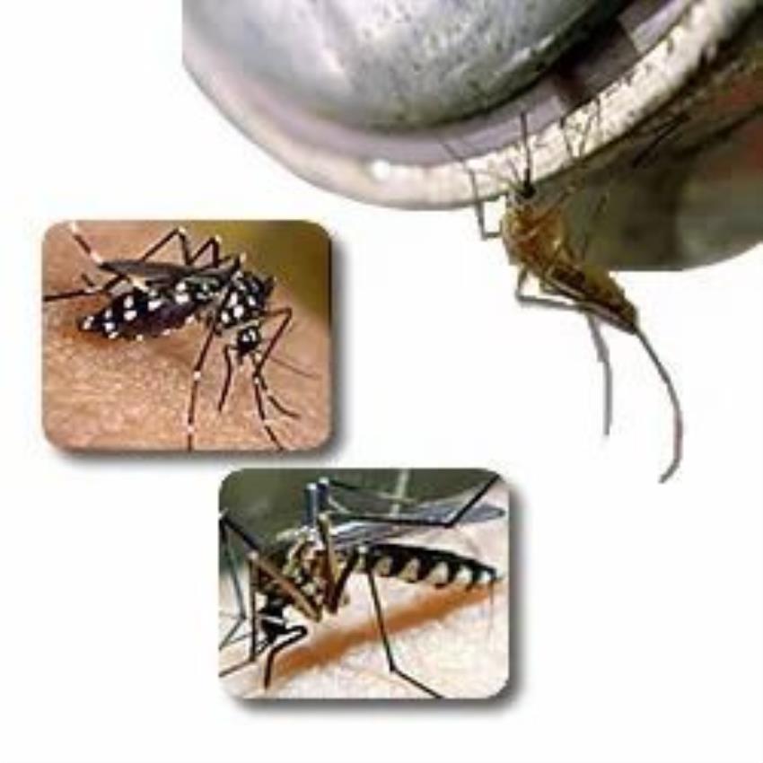 Insect Control Solution