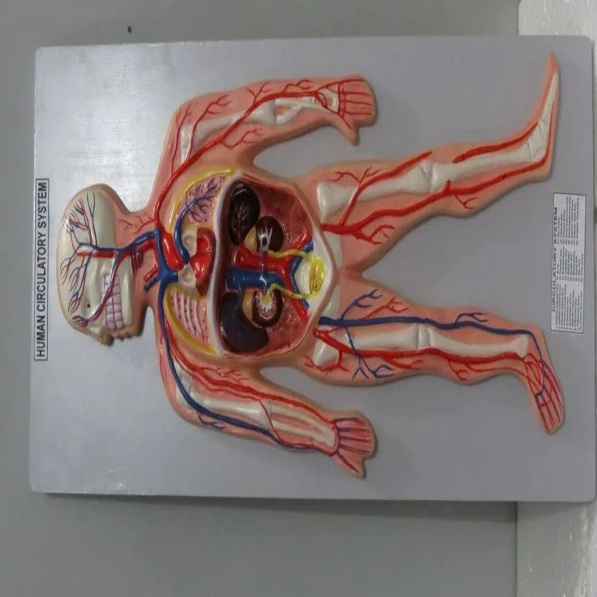 Mounted Educational Models