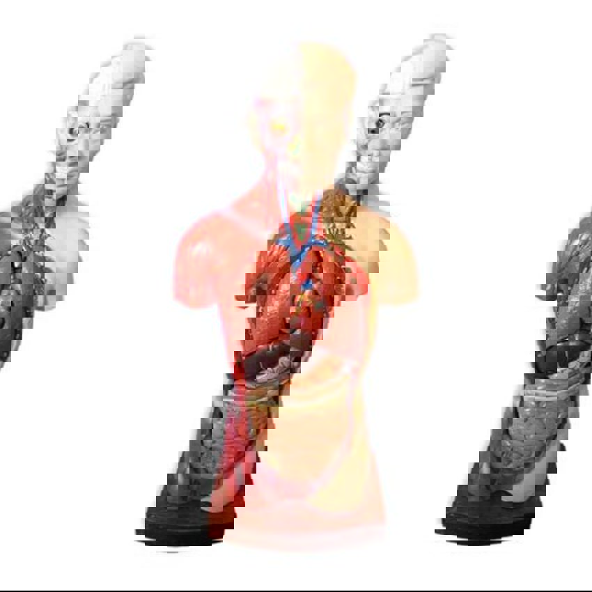 Removable Parts Full Size Human Torso Model