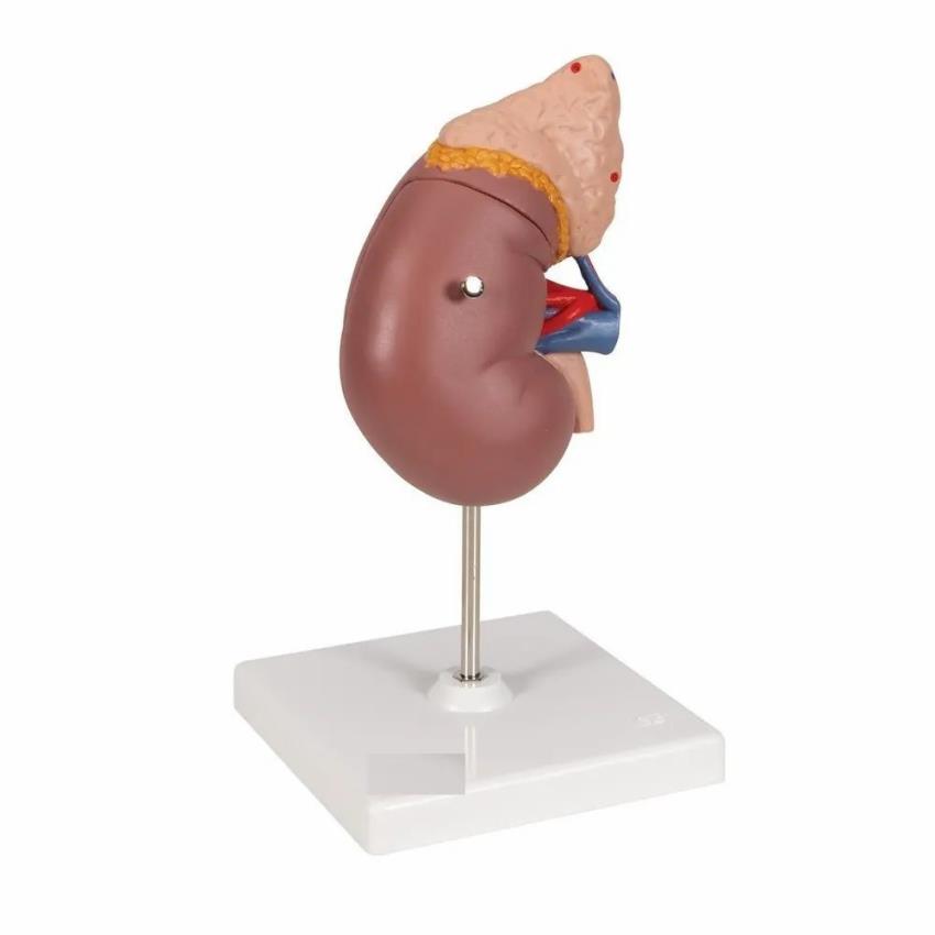 Economical Human Kidney Model