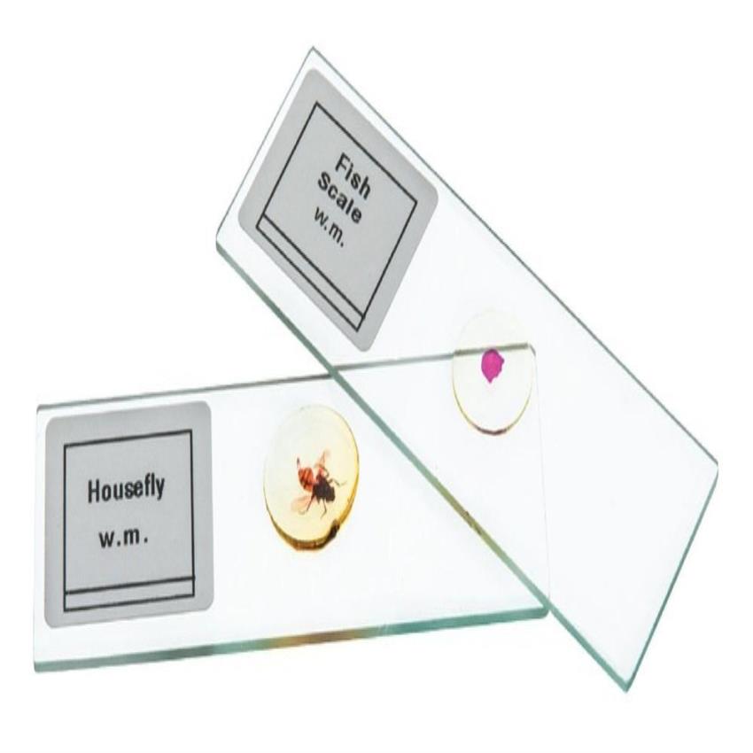 Optec Transparent Glass Slides For Biology, School Laboratories