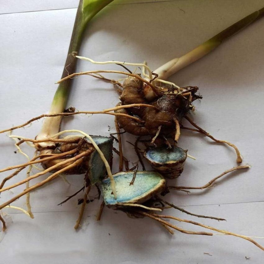 Organic Black Turmeric Root - Food Grade