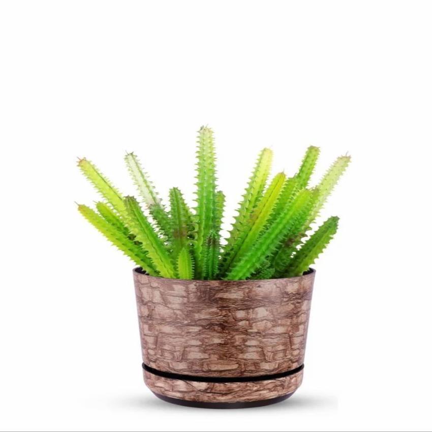 Plastic Mix Color Round Decorative Planter 5 Inch - Image 1