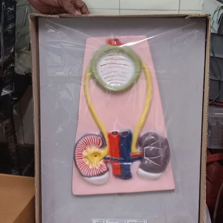 PVC Anatomical Human Model