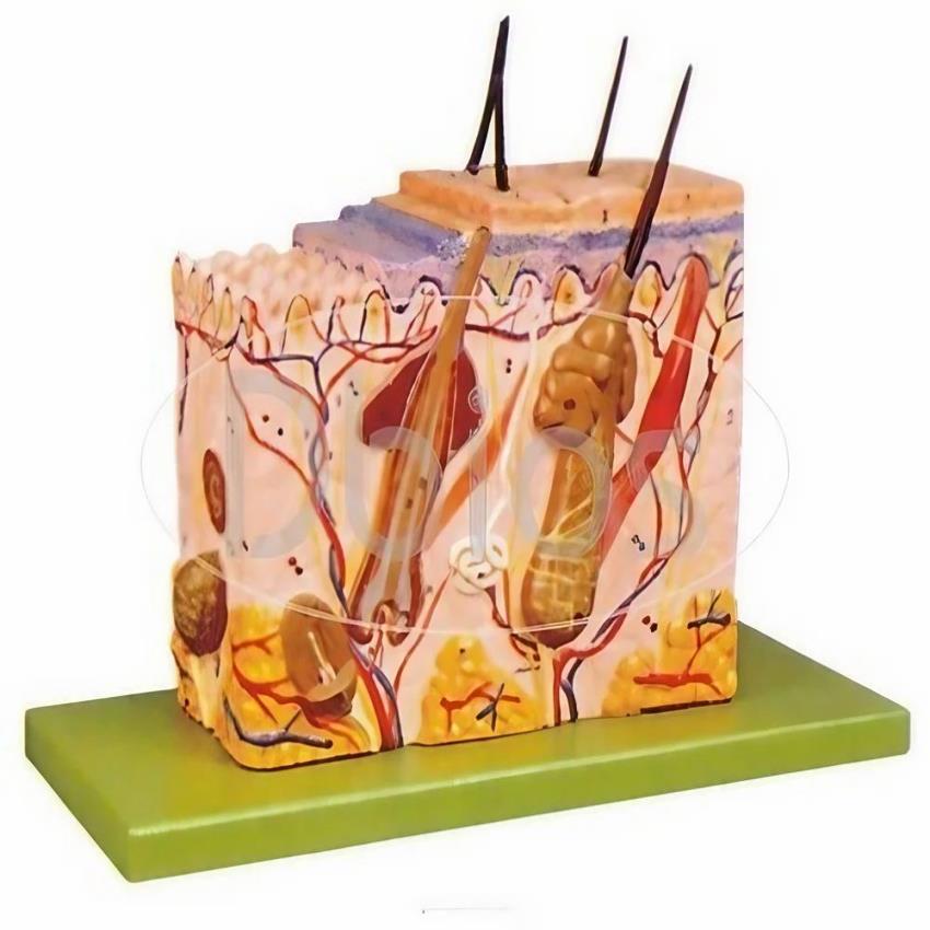 PVC Human Skin Models