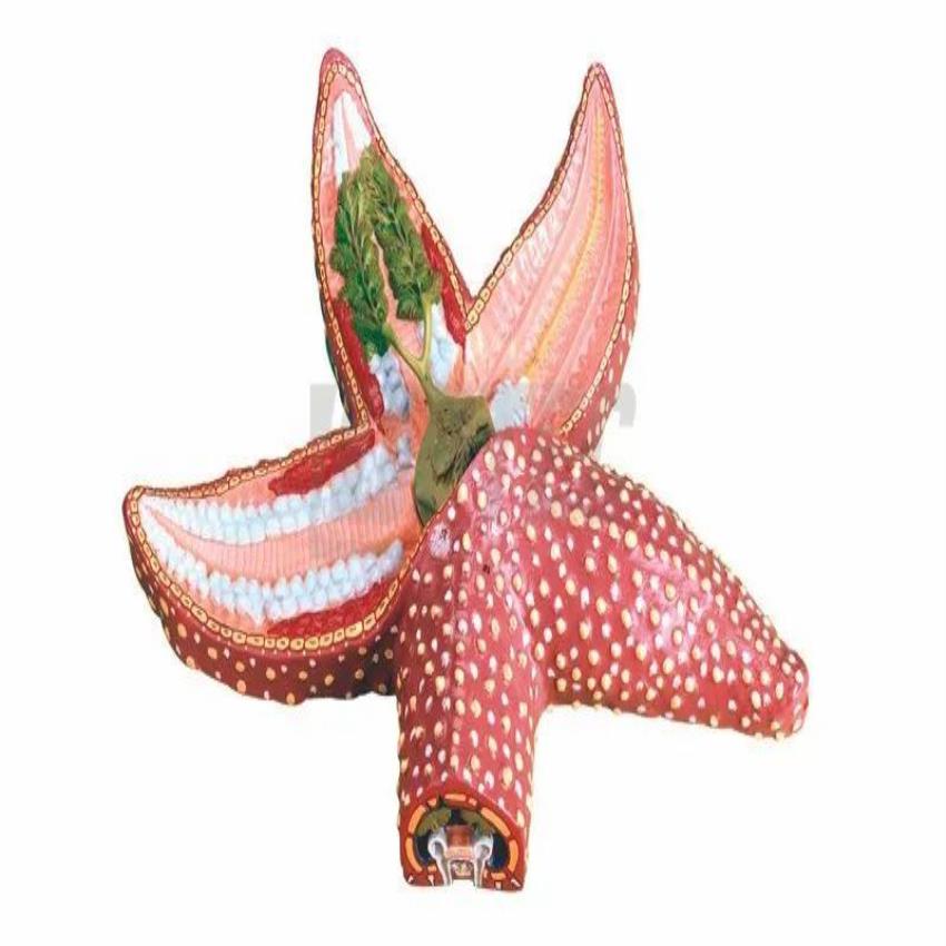 Plaster Star Fish Model